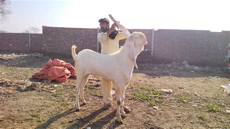 Rajanpuri Desi Bakre Qurbani Kajle Chatre Turkey Dumbe Lahore