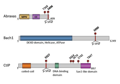 Three Proteins Abraxas Bach And Ctip Contain P Spxf Motif That Binds