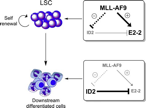 Antagonizing Self Renewal In Acute Myeloid Leukemia Id2 Takes The