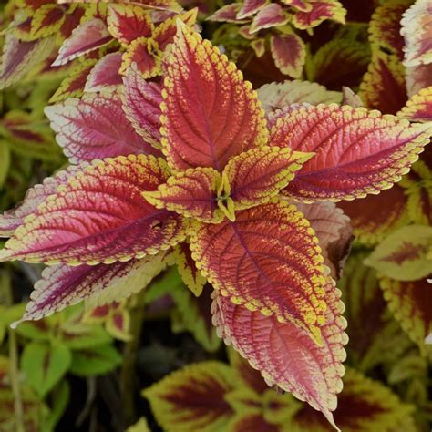 Mixed Coleus Seeds Flower Seeds32 Mays Garden Seed