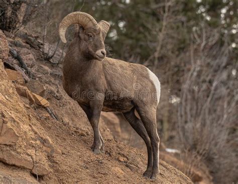 Rocky Mountain Big Horn Sheep Stock Image Image Of Competitors