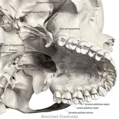 The skull base demonstrating sphenopalatine foramen | Skull anatomy ...