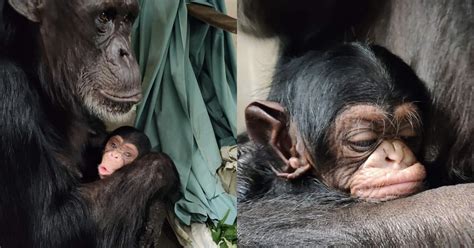 Chimpanzee Mom Whimpers With Joy When Reunited With Her Recovering Baby