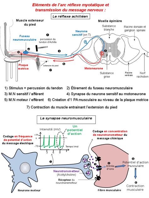 Arc Reflex Organe Neurophysiologie