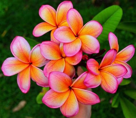 10 Rare Dark Pink Orange Yellow Plumeria Seeds Plants Flower Etsy