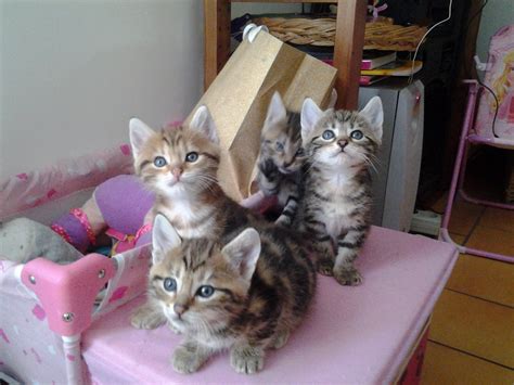 Donne Adorables Chatons Yvelines Gratuit Sur Animoz Net