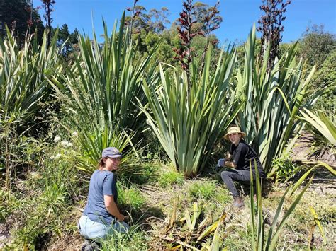 Rongo R Kau Te Mata Park Trust