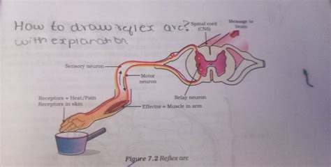 How To Draw Reflex Arc Spinal Cord Mamerin Filo