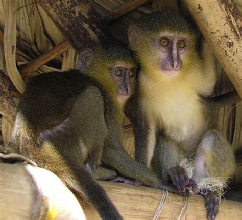 New Monkey Species Discovered Only Second Such Find In Years