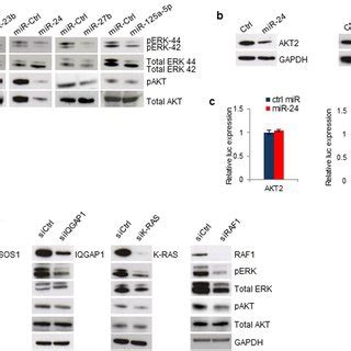 MiR 23b Cluster And MiR 125a 5p Are Transcriptionally Activated By P53