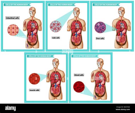 Scientific Medical Illustration Of Cell Types Illustration Stock Vector