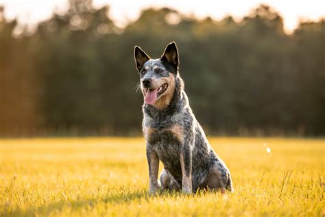 Blue Heeler Growth Chart – How Big Will Your Blue Heeler Get?