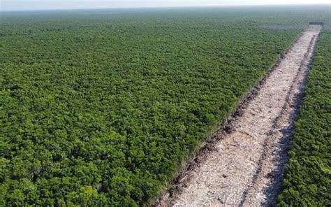 Declaran Al Tren Maya Como Obra De Seguridad Nacional Y Reinician Obras