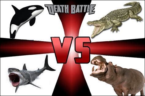 Killer Whale Vs Shark Vs Crocodile Vs Hippopotamus Animal Faceoff