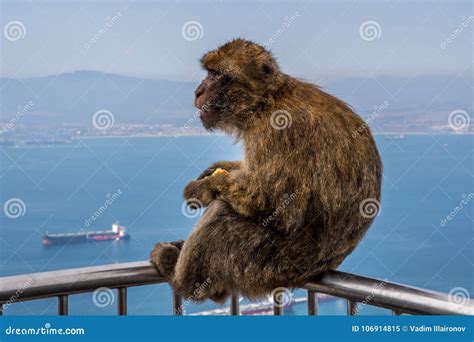 GIBRALTAR / GREAT BRITAIN - OCTOBER 09 2017: MONKEYS on TOP of the ROCK of GIBRALTAR Stock Image ...