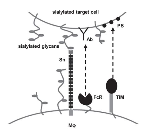 Model Of Sn Mediated Cell Cell Binding And Synergy With Phagocytic