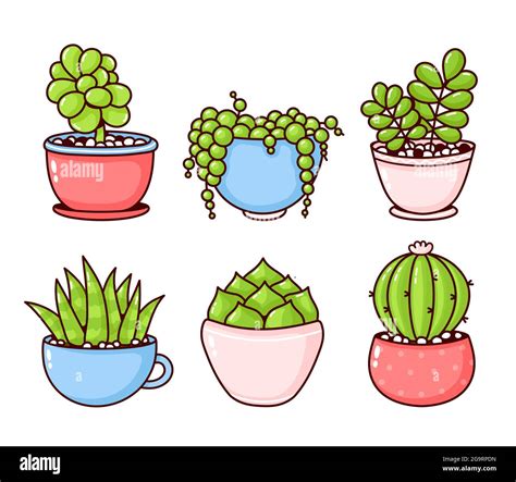 Colección De Plantas Suculentas Y De Cactus Diseño De Iconos De