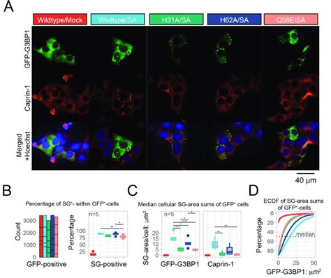 Ntf His Mutants Form Fewer Stress Granules With Reduced Caprin