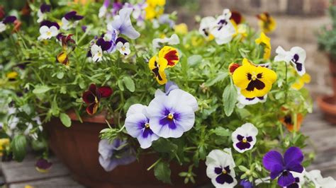 Florece desde otoño hasta enero la planta pequeña que podés tener en