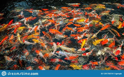 Peixes Japoneses Coloridos Da Carpa Em Uma Lagoa Imagem De Stock