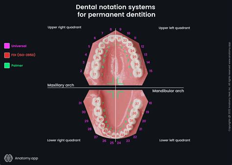 Dental Notation Systems Encyclopedia Anatomyapp Learn Anatomy