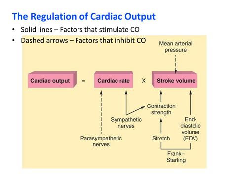 PPT The Cardiovascular System The Heart PowerPoint Presentation