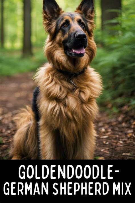 German Shepherd Goldendoodle Mix Complete Breed Guide