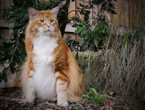 Conheça Omar o maior gato do mundo Revista Galileu Comportamento