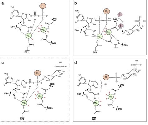 Proposed Model For Substrate Induced Initiation Of Catalysis A Resting Download Scientific