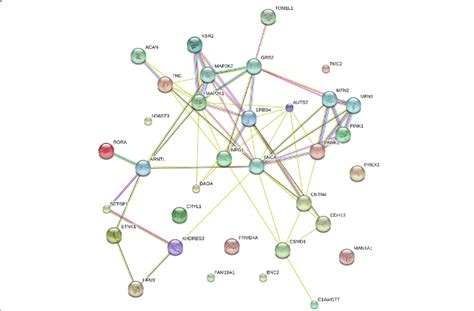 Genetic Interaction Network A Network Of Identified Genes Annotated