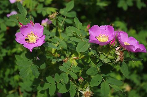 Summer Brings The Sweet Scent Of Native Roses Bonner County Daily Bee