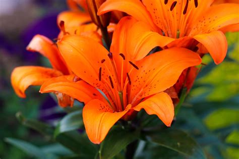 Blommor Flora Natur Orange Gratis Foto P Pixabay Pixabay