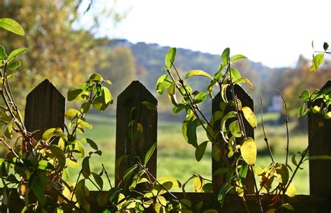 Free Images Landscape Nature Branch Plant Sun Field Sunlight