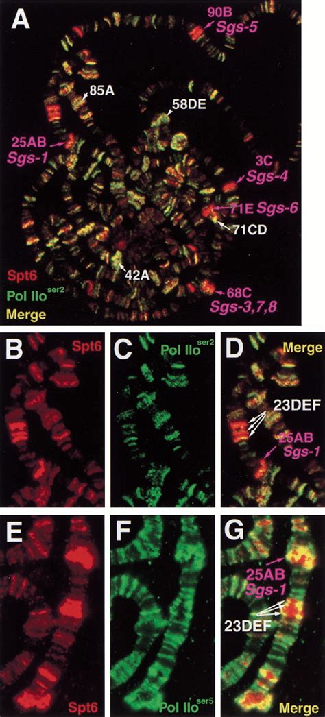 Spt And Spt Are Associated With Active Transcription And Have