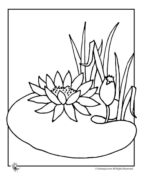 Free Lily Flower Coloring Pages Download Free Lily Flower Coloring