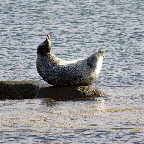 Seals Perform The Banana Pose When They Feel Safe And Content