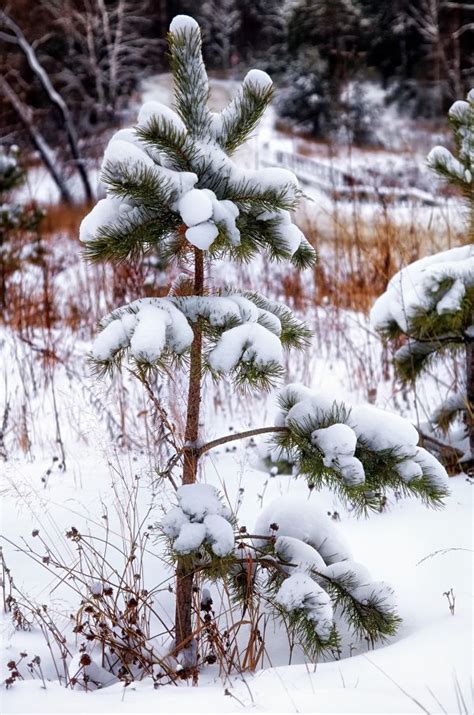 Free Images Tree Nature Wilderness Branch Snow Cold Trail