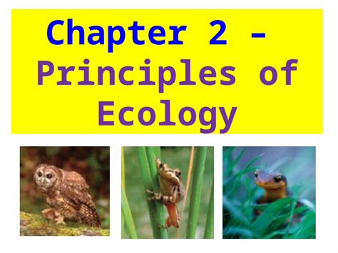 Pptx Chapter Principles Of Ecology Flow Of Energy In An