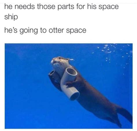 You, you, you otter know : r/puns