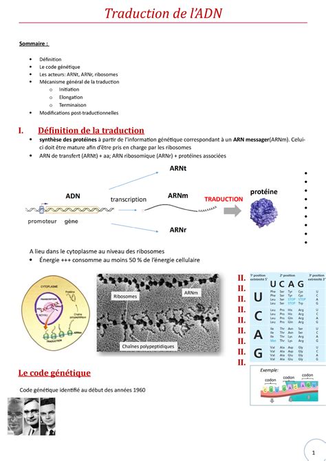 27 Traduction de l ADN Traduction de lADN Sommaire Définition Le