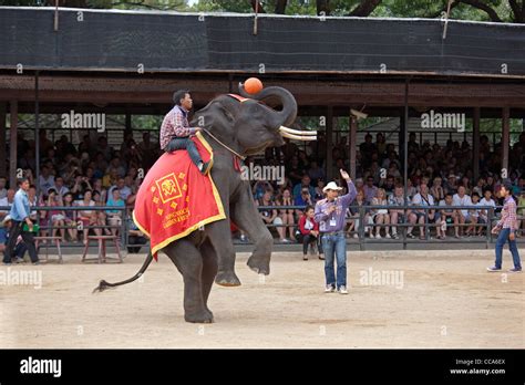 Elephant show at Thailand zoo Stock Photo - Alamy