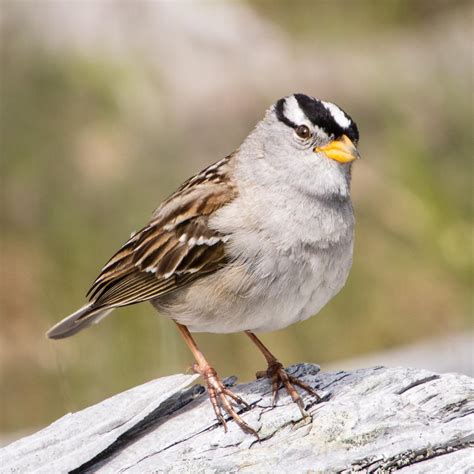 White Crowned Sparrow Nature Companion