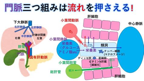 国試対策暗記からの卒業 79話 肝臓 Youtube