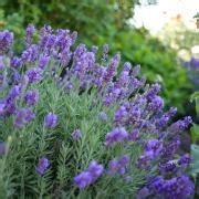 Lavande Hidcote Lavandula Angustifolia Naine Pis Bleu Violet