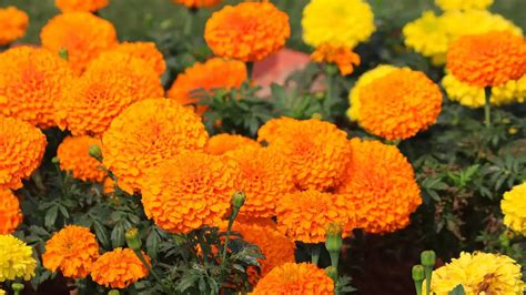 Genda Phool: Know why marigold flower is considered auspicious for ...