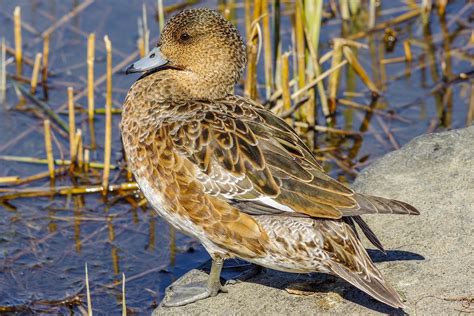 Widgeon Female Bird - Free photo on Pixabay - Pixabay