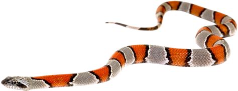 Kingsnakes Png Images Hd Png Play