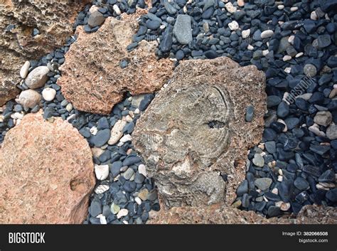 Imprint Fossils Rock Image & Photo (Free Trial) | Bigstock