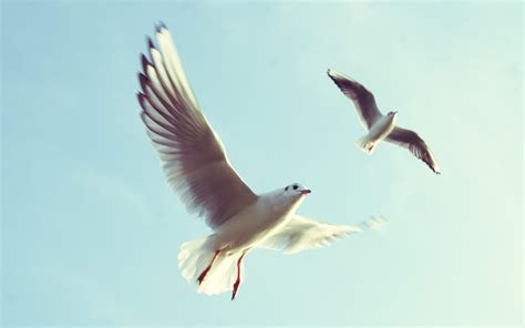 Wallpaper Birds Flight Wings Seagulls Sky 2560x1600 HD Picture Image