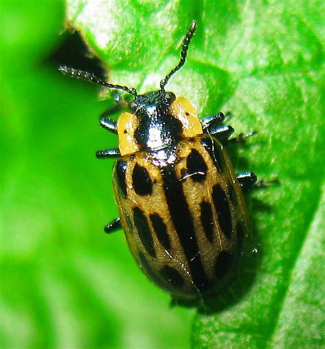 Chrysomela Semota Chrysomela Confluens Bugguide Net